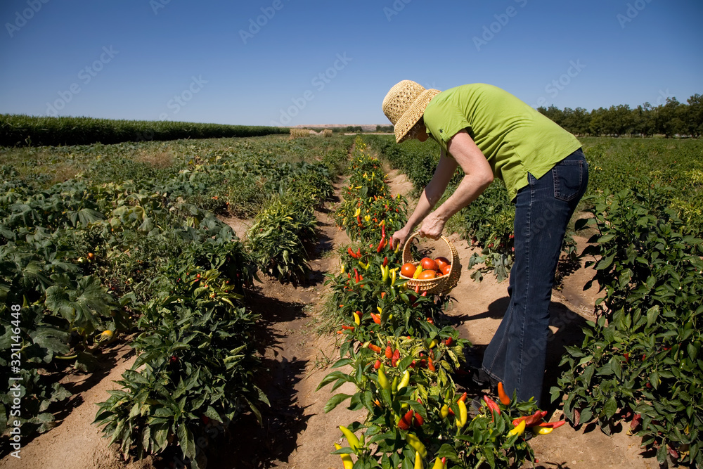Fototapeta premium Woman hand picks chiles and tomatoes