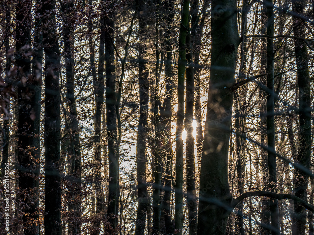 Obraz premium Sonne hinter Bäumen im Wald
