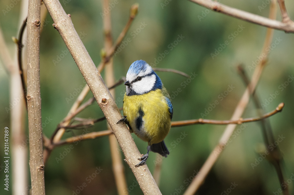 Fototapeta premium Eurasian blue tit (Cyanistes caeruleus)