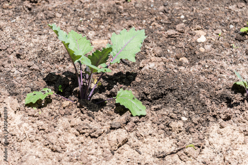 Garden plants in quiet garden. Healthy growth for your nutritious vegetables Garden plants in quiet garden. Healthy growth for your nutritious vegetables