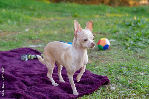 Chiguagua playing in the park. Chiguagua breed dog playing in the field.