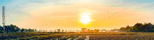 The beautiful panorama landscape of the tree in the rice fields, The sun's rays through at the top of the trees and the moving fog, Chiang Rai Northern Thailand.
