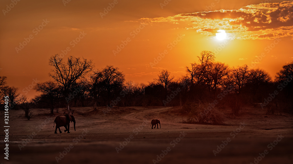 African Bush Elephant - Loxodonta africana baby elephant with its mother, walking in Mana Pools in Zimbabwe during sunset or sunrise (dusk and dawn), sky with orange sun