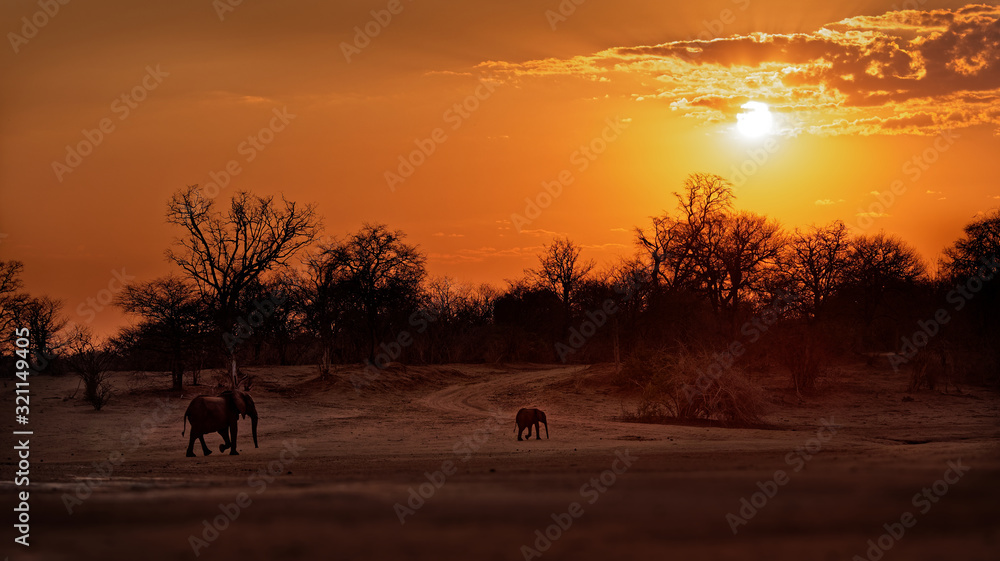 African Bush Elephant - Loxodonta africana baby elephant with its mother, walking in Mana Pools in Zimbabwe during sunset or sunrise (dusk and dawn), sky with orange sun African Bush Elephant - Loxodonta africana baby elephant with its mother, walking in Mana Pools in Zimbabwe during sunset or sunrise (dusk and dawn), sky with orange sun