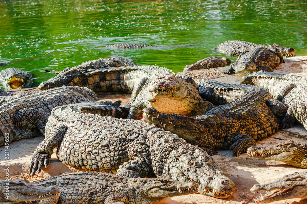 Obraz premium Crocodiles bask in the sun on the river Bank