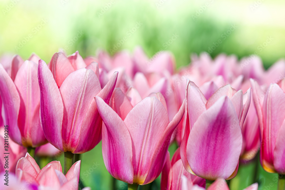 Fototapeta premium Rosa pink tulips blooming in the garden with beautiful bokeh background. Flowers and Holidays concept. Selective focus.