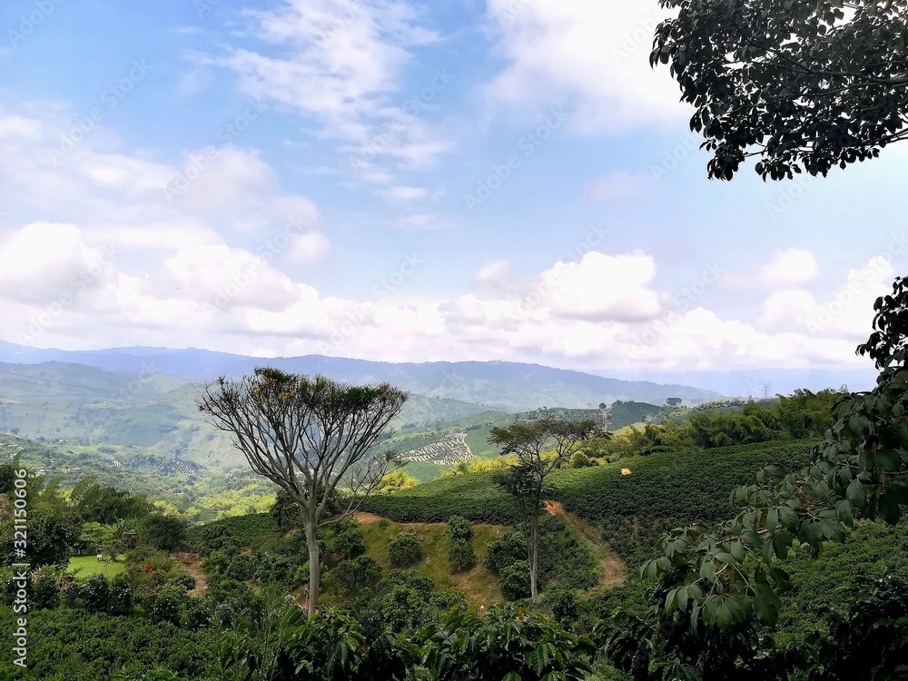 Fototapeta premium Coffee and natural landscape of Manizales Colombia