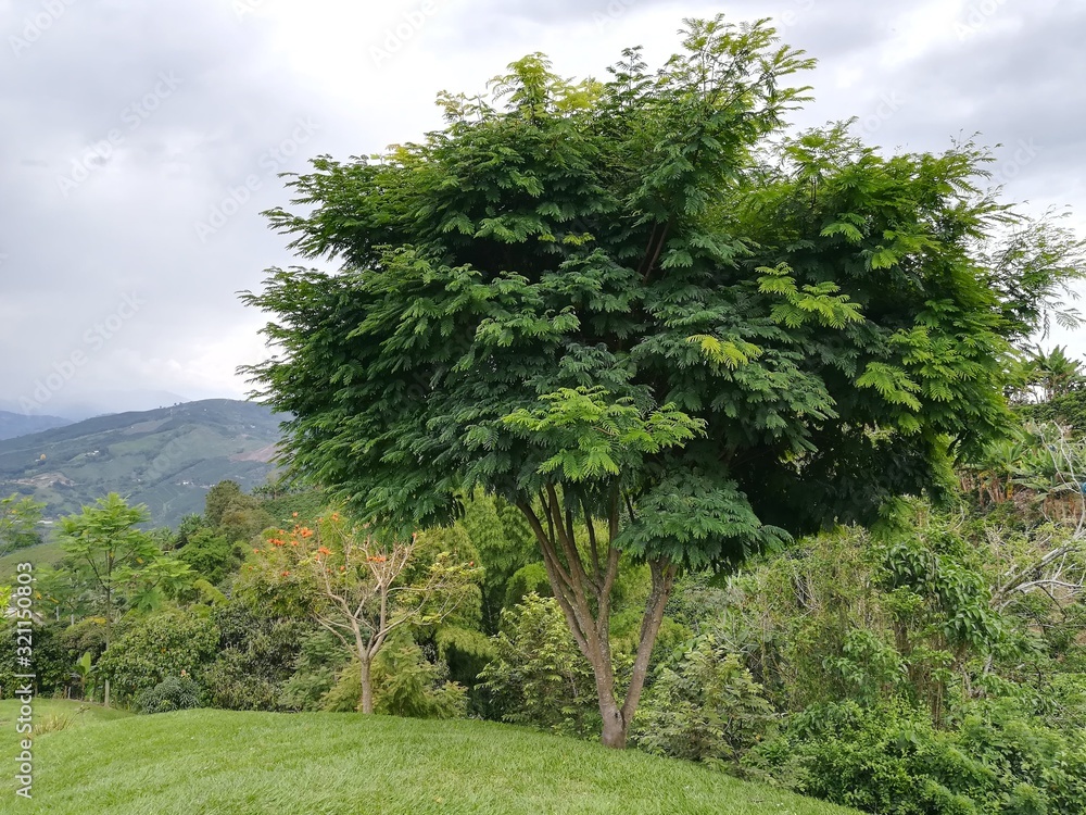 Ceiba planted in Manizales Colombia farm