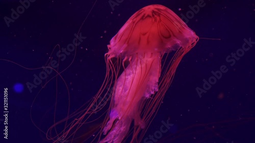 A jellyfish compass is floating in the ocean. Close-up.