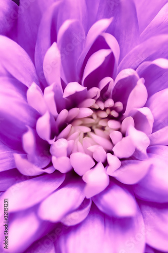 Abstract floral background, purple chrysanthemum flower. Macro flowers backdrop for holiday brand design