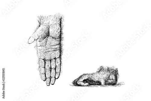 Orangutan Hand and Foot - Vintage Engraved Illustration 1889 © Walter Cicchetti
