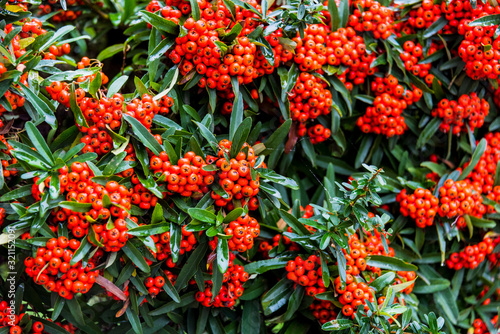 ornamental plant with red berries