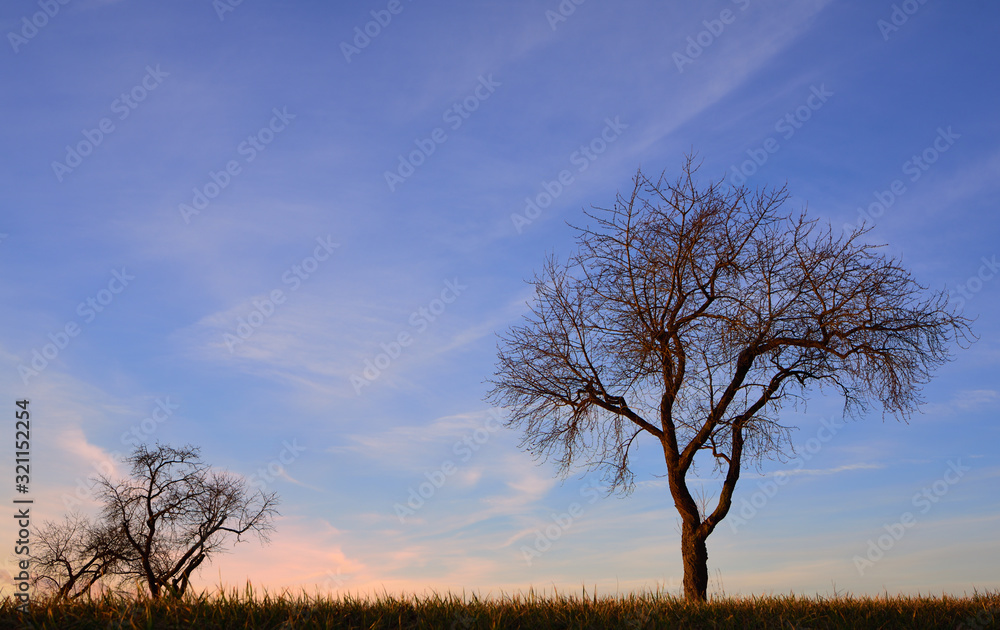 Sunrise with red and blue sky and clouds as well as bare lonely apple trees in winter with gnarled branches in Germany Sunrise with red and blue sky and clouds as well as bare lonely apple trees in winter with gnarled branches in Germany