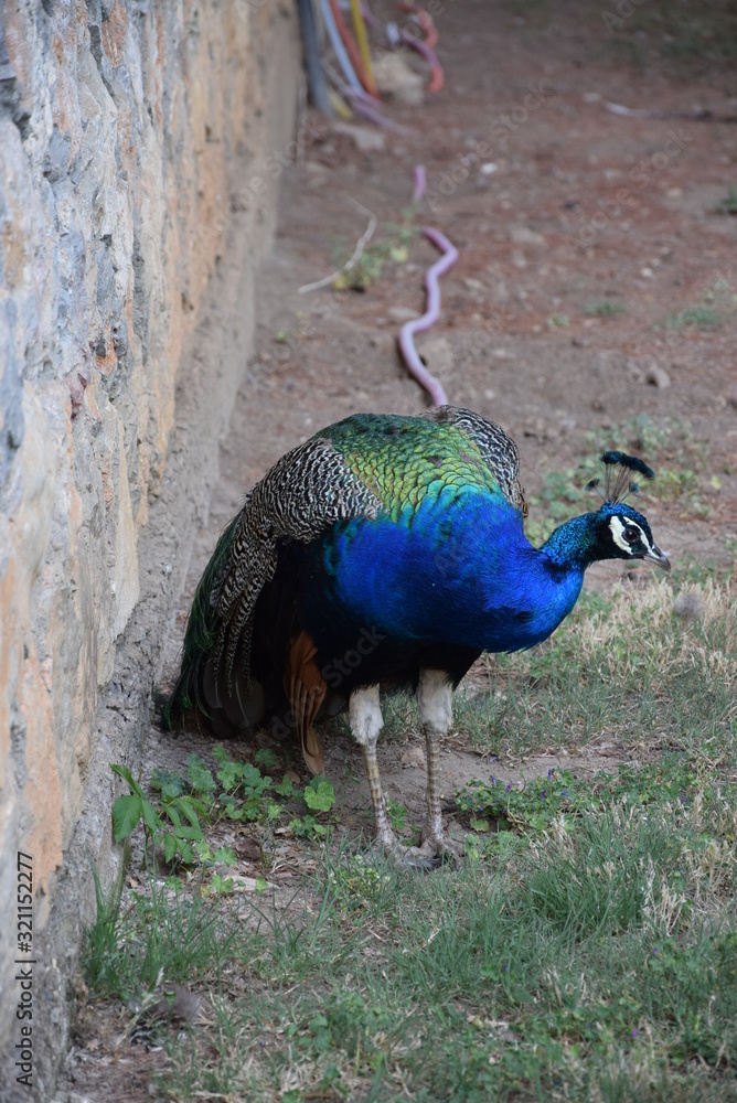 Fototapeta premium Peacock in the garden of Saint Naum Monastery (Macedonia)