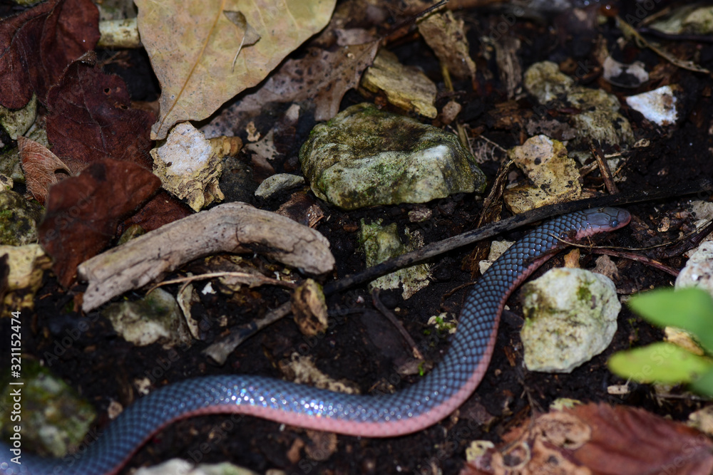 Obraz premium Carphophis vermis