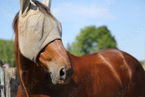 Horse with fly mask