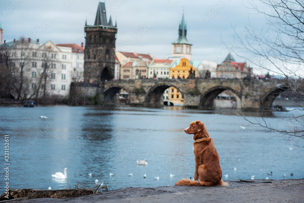 Fototapeta dog on the promenade in Prague near Charles bridge. Nova Scotia Duck Tolling Retriever in the old center,