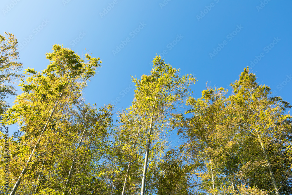 (風景ー自然)竹の木と青空2 (風景ー自然)竹の木と青空2