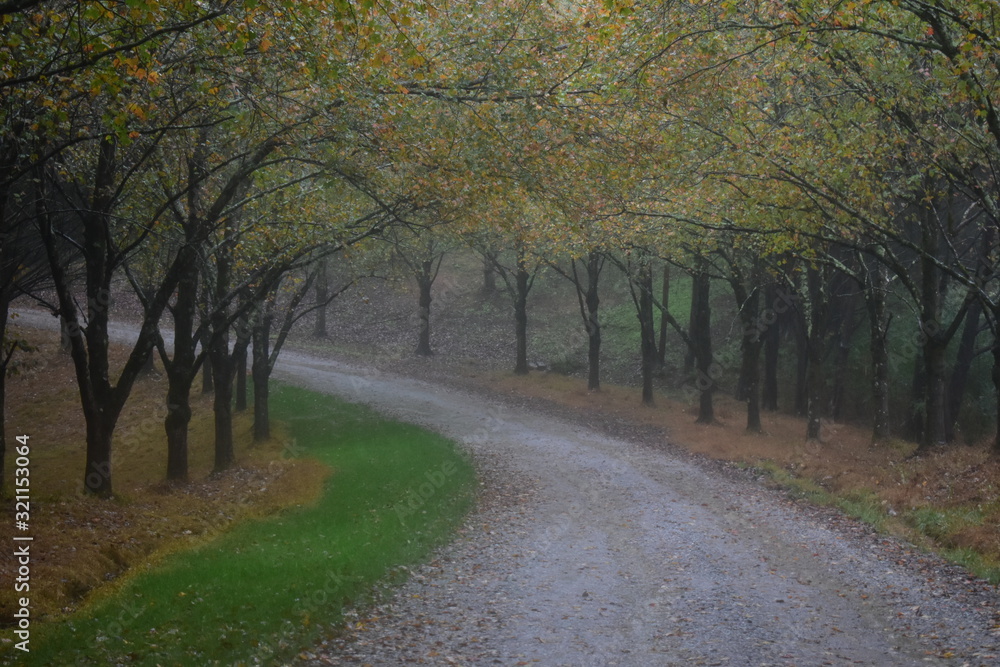 Tree lines dirt road on a rainy day Tree lines dirt road on a rainy day