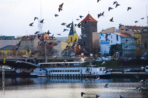 Palomas volando por el río Moldava delante de un típico barco de Praga.