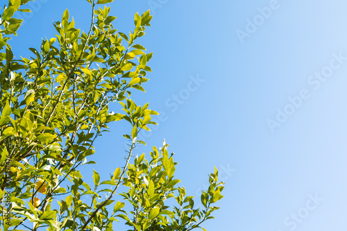 (風景ｰ自然)レモンの木と青空