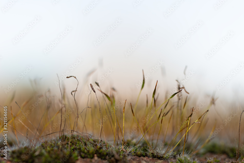 Landscape formed by sporangia