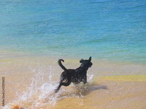 Un beau chien noir saute dans la mer turquose