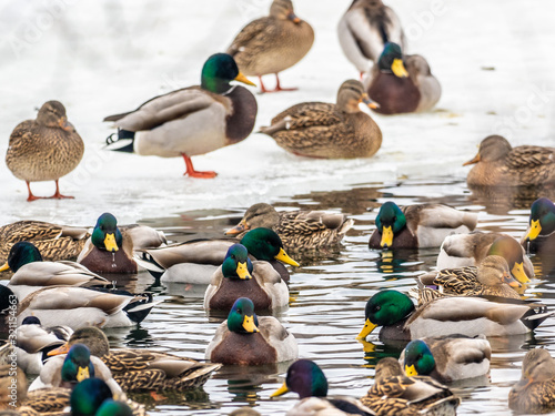 Mallard ducks during the winter in Wiscsonin