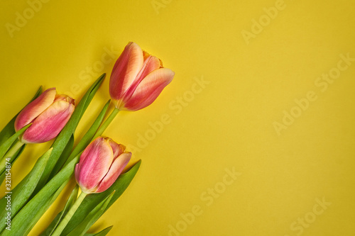 Fototapeta Naklejka Na Ścianę i Meble -  tulips on a yellow background. spring card. Valentine's Day. March 8