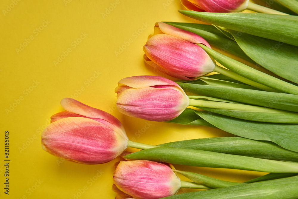 tulips lie horizontally to the right on a yellow background. spring card. Macro shot. Valentine's Day. March 8 tulips lie horizontally to the right on a yellow background. spring card. Macro shot. Valentine's Day. March 8