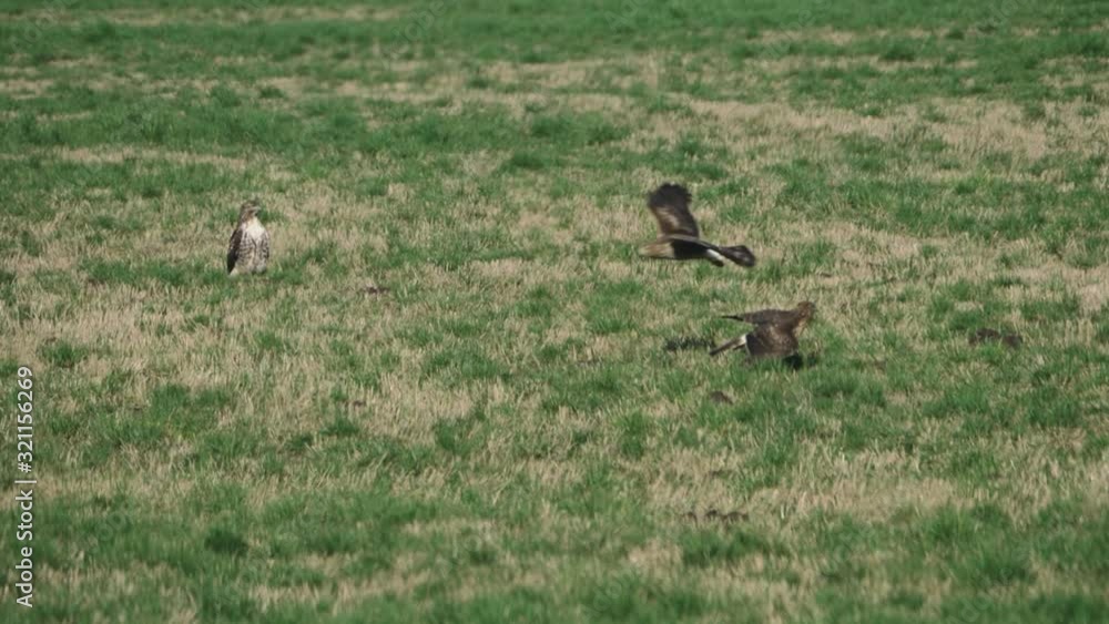 Three Hawks harrier and red tailed hawk one flying across grass field in meadow scaring the other in slow motion Three Hawks harrier and red tailed hawk one flying across grass field in meadow scaring the other in slow motion
