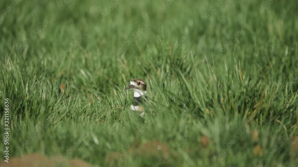 beautiful striped killdeer bird hiding and peaking out in lush green grass field slow motion beautiful striped killdeer bird hiding and peaking out in lush green grass field slow motion