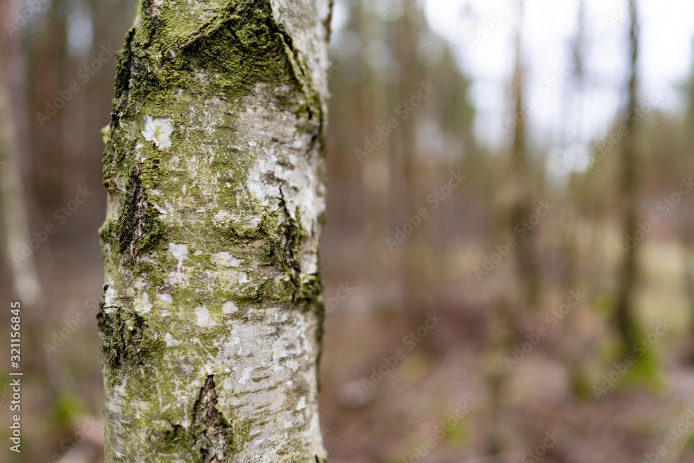 Fototapeta premium Trunk of a birch tree, with a bokeh background of a forest, close-up