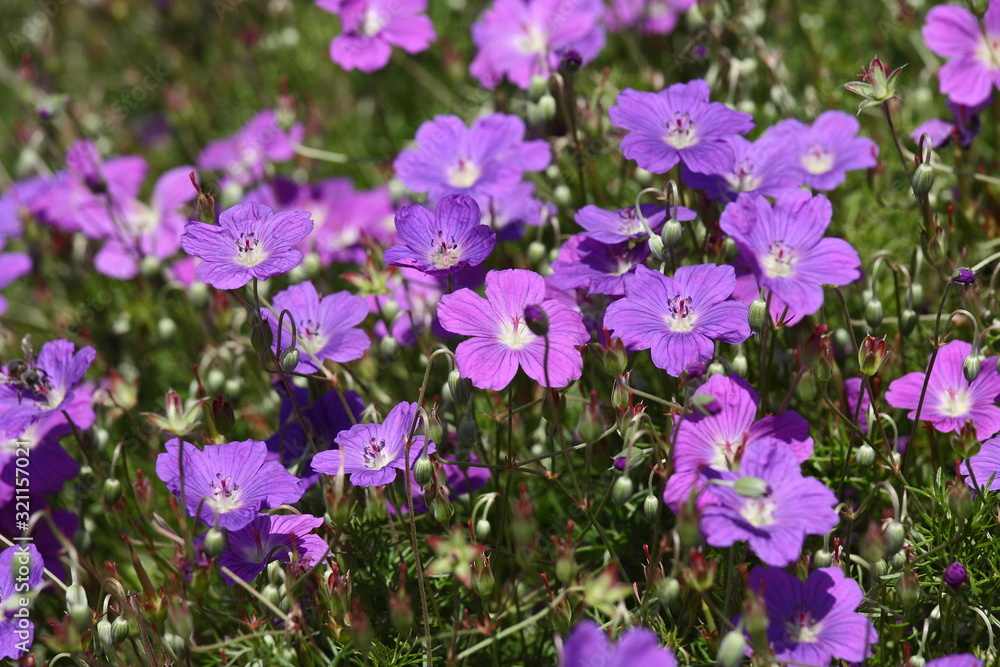 Beautiful Geranium himalayense in bloom Beautiful Geranium himalayense in bloom