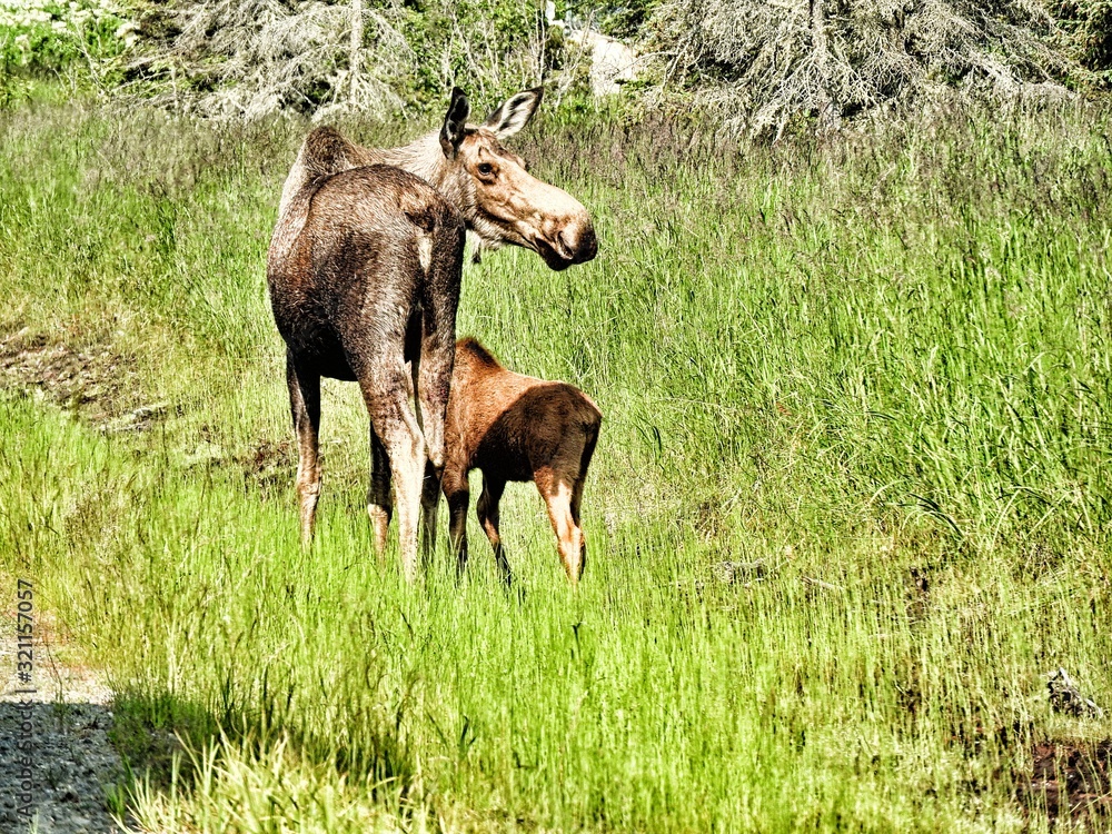 A road trip to Alaska