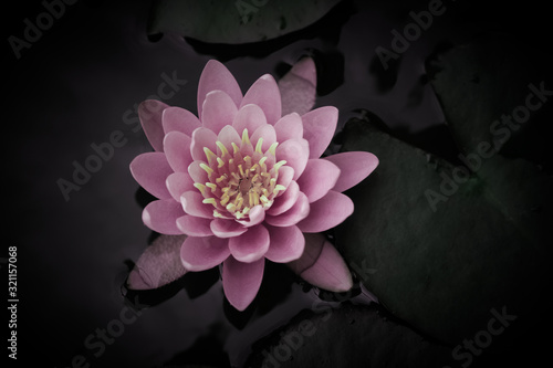 Pink Water Lily in a Pond