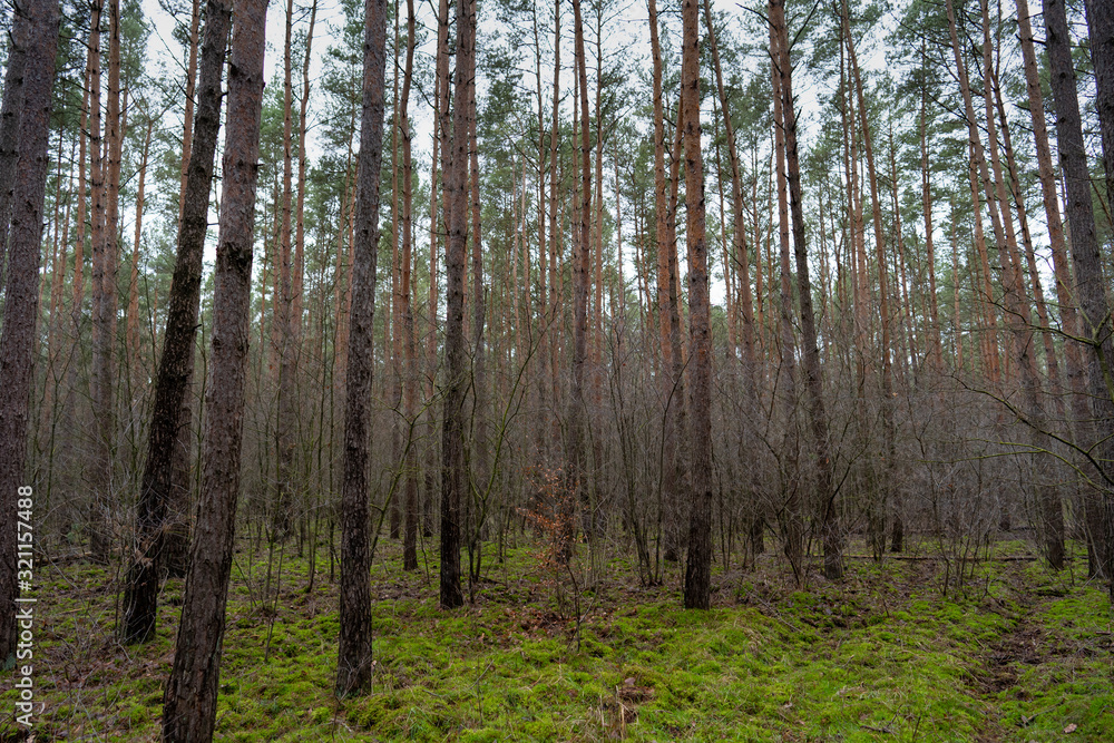 pine trees in the forest