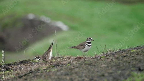 Two pair of killdeer birds nesting mating and watching on green grass field in pacific northwest washington photo