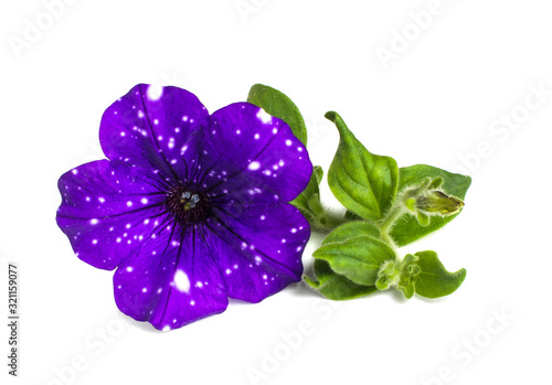 Petunia 'Night Sky'. Flower with leaves isolated on white background