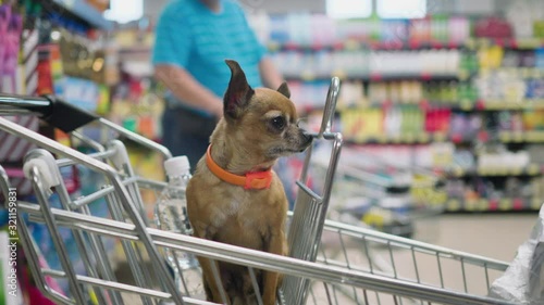 small decorative dog is sitting in supermarket trolley an looks around in 4K slow motion close up video