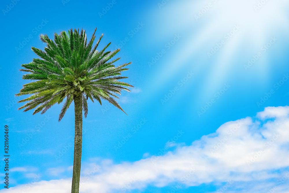 palm tree on nature near the sea background