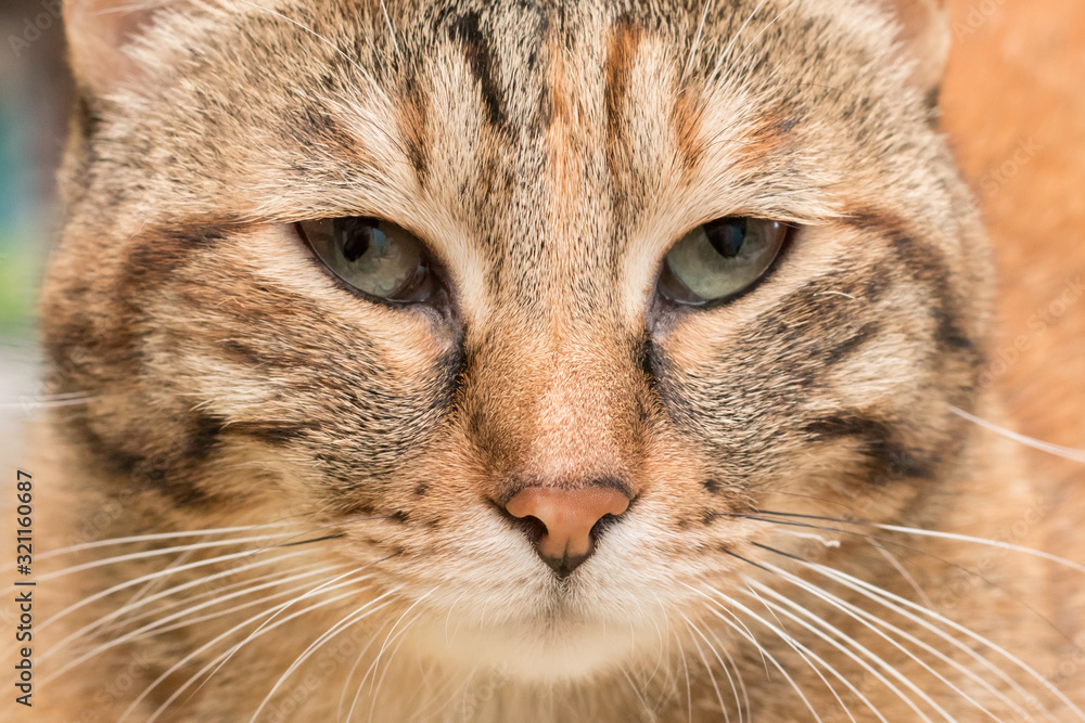 Face of mongrel domestic red cat