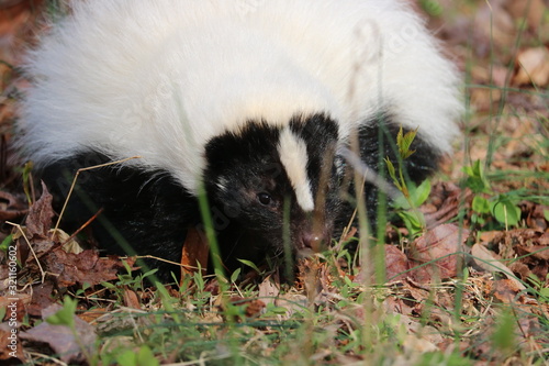 Skunk