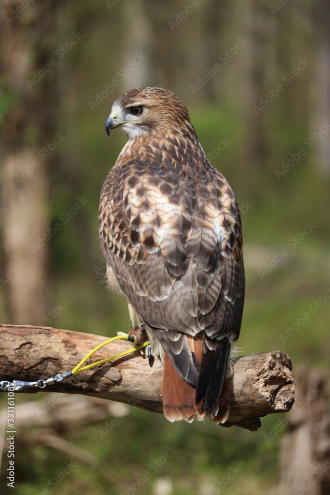 Red Shoulder Hawk Red Shoulder Hawk