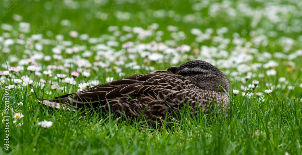 Fototapeta premium Peeking Duck