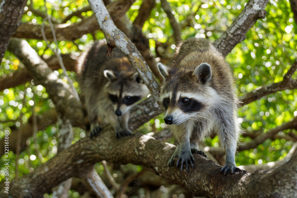 Fototapeta premium Wildlife, raccoons in the Florida mangroves