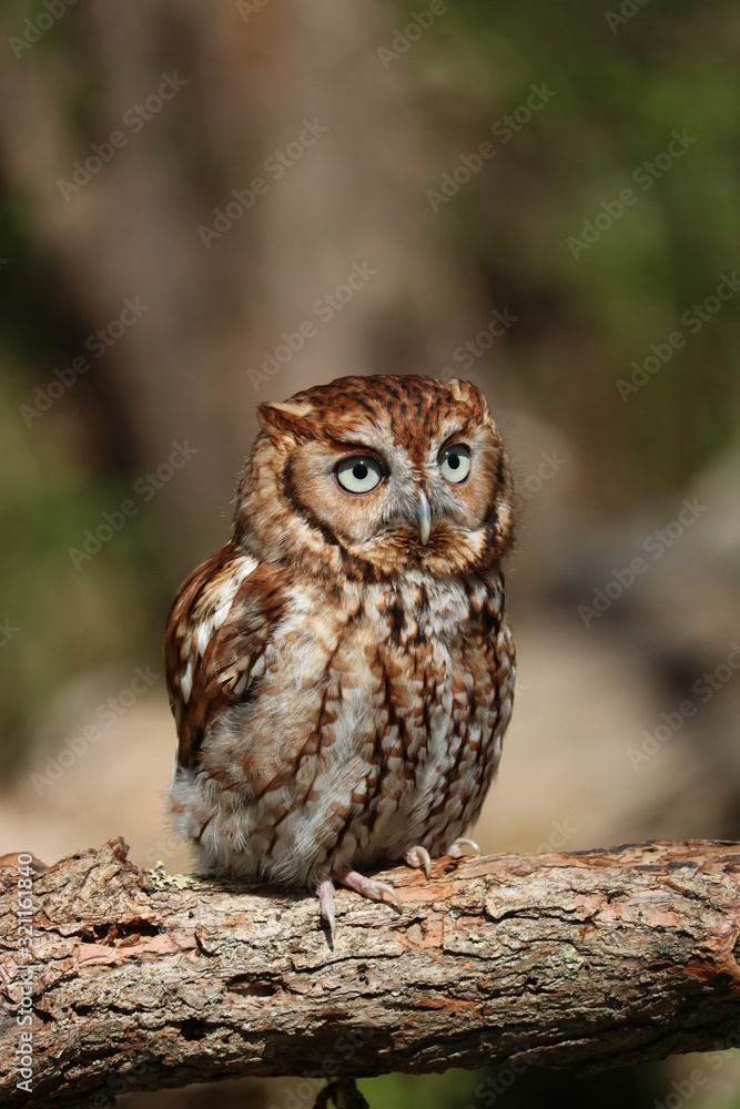 Eastern Screech Owl Eastern Screech Owl