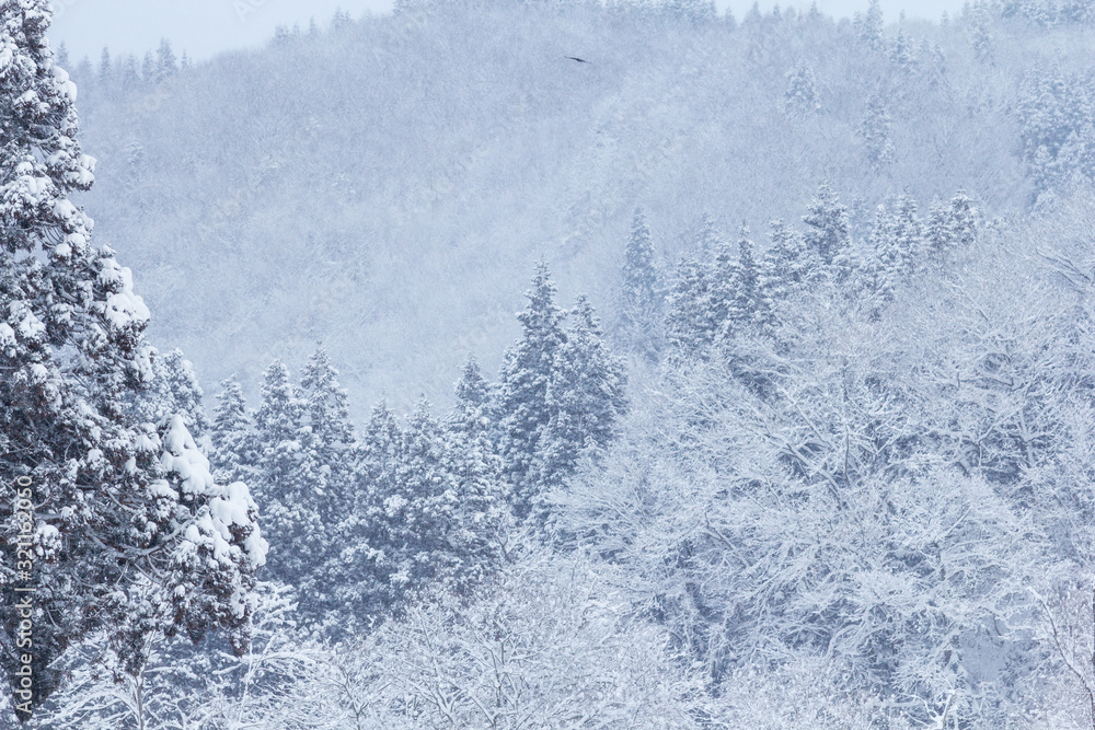 山に降る雪 冬イメージ 秋田県の自然風景 山と森林 山に降る雪 冬イメージ 秋田県の自然風景 山と森林