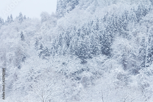 山に降る雪 冬イメージ 秋田県の自然風景 山と森林