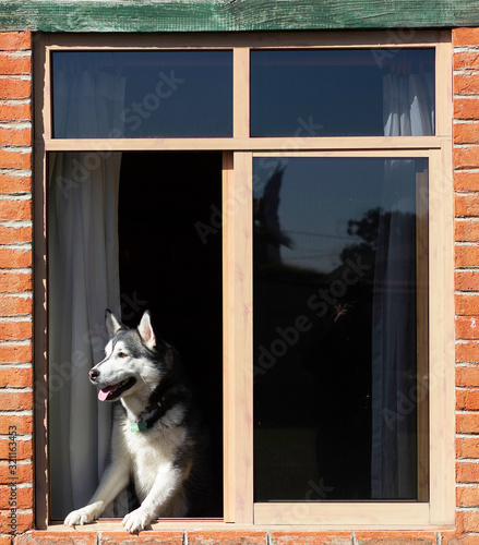 Happy husky black and white dog staring or seeking something from a wooden window in daytime. photo